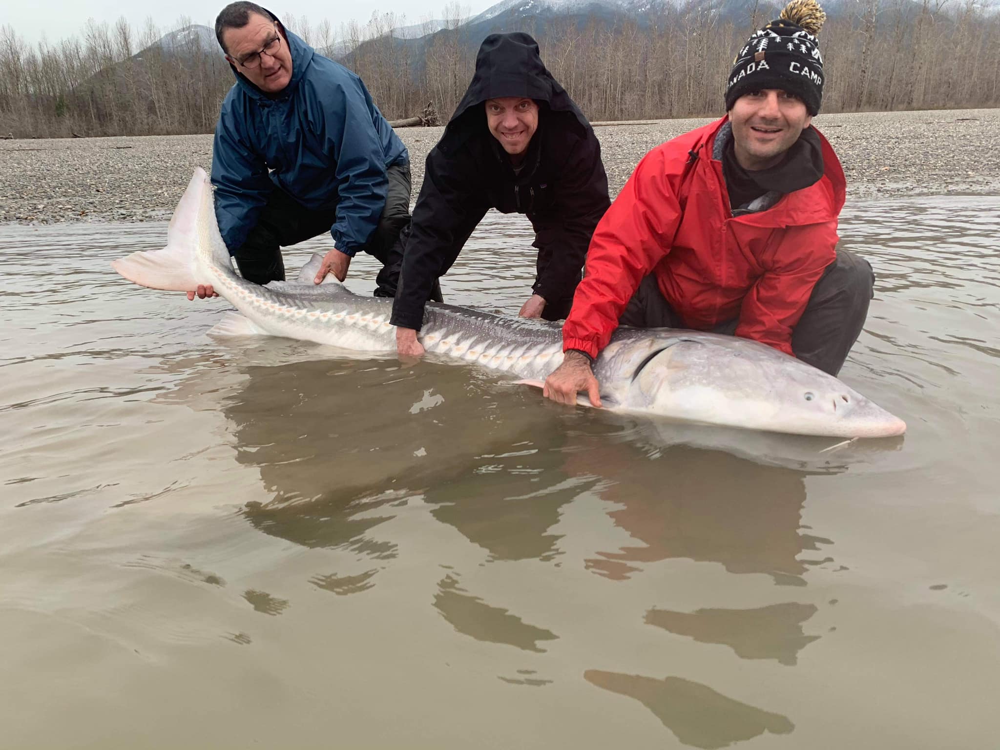 Species to Fish For- Salmon, Steelhead and Sturgeon