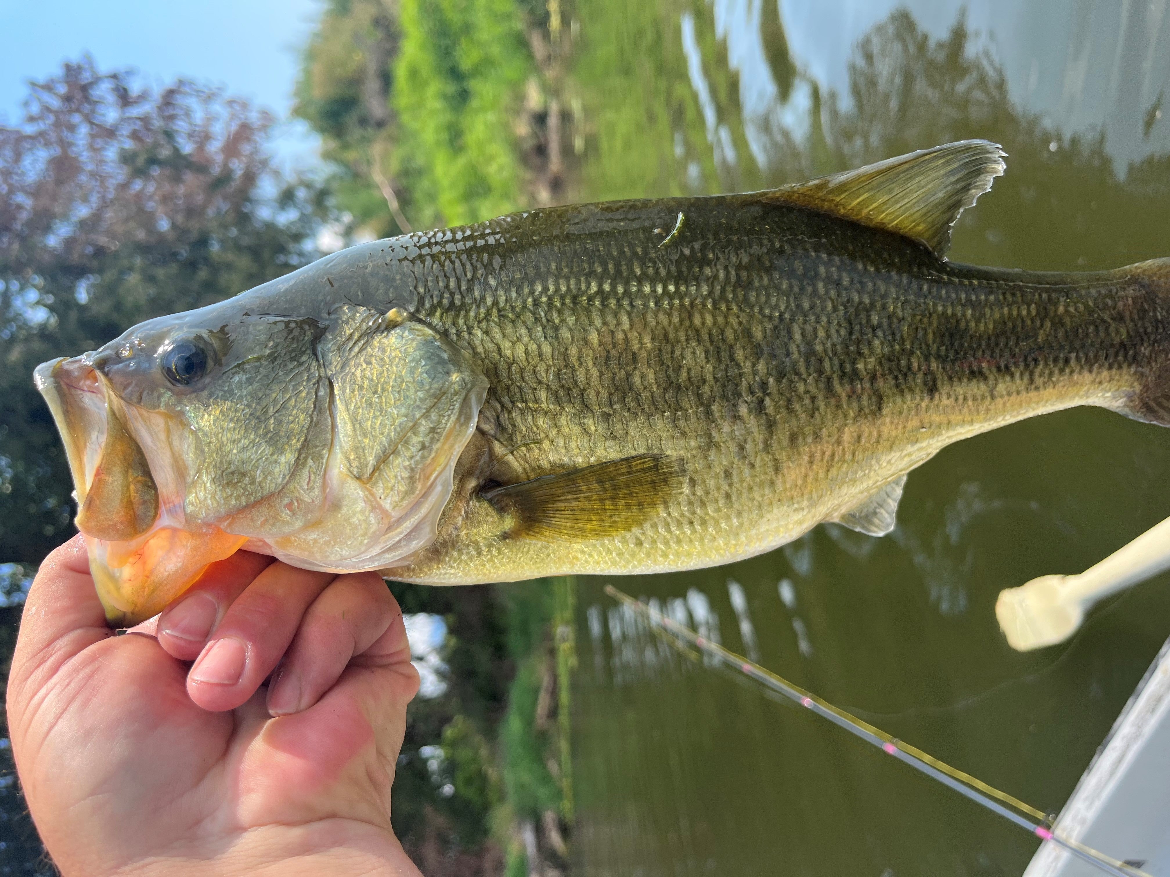 Why Bass Fishing is the Best Therapy for Your Soul