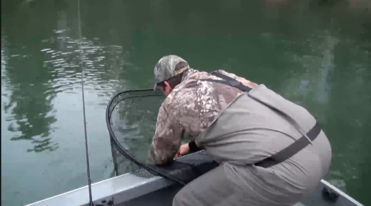 Video Blog: Fishing with Bent Rod- Fishing Coho and Chinook Salmon