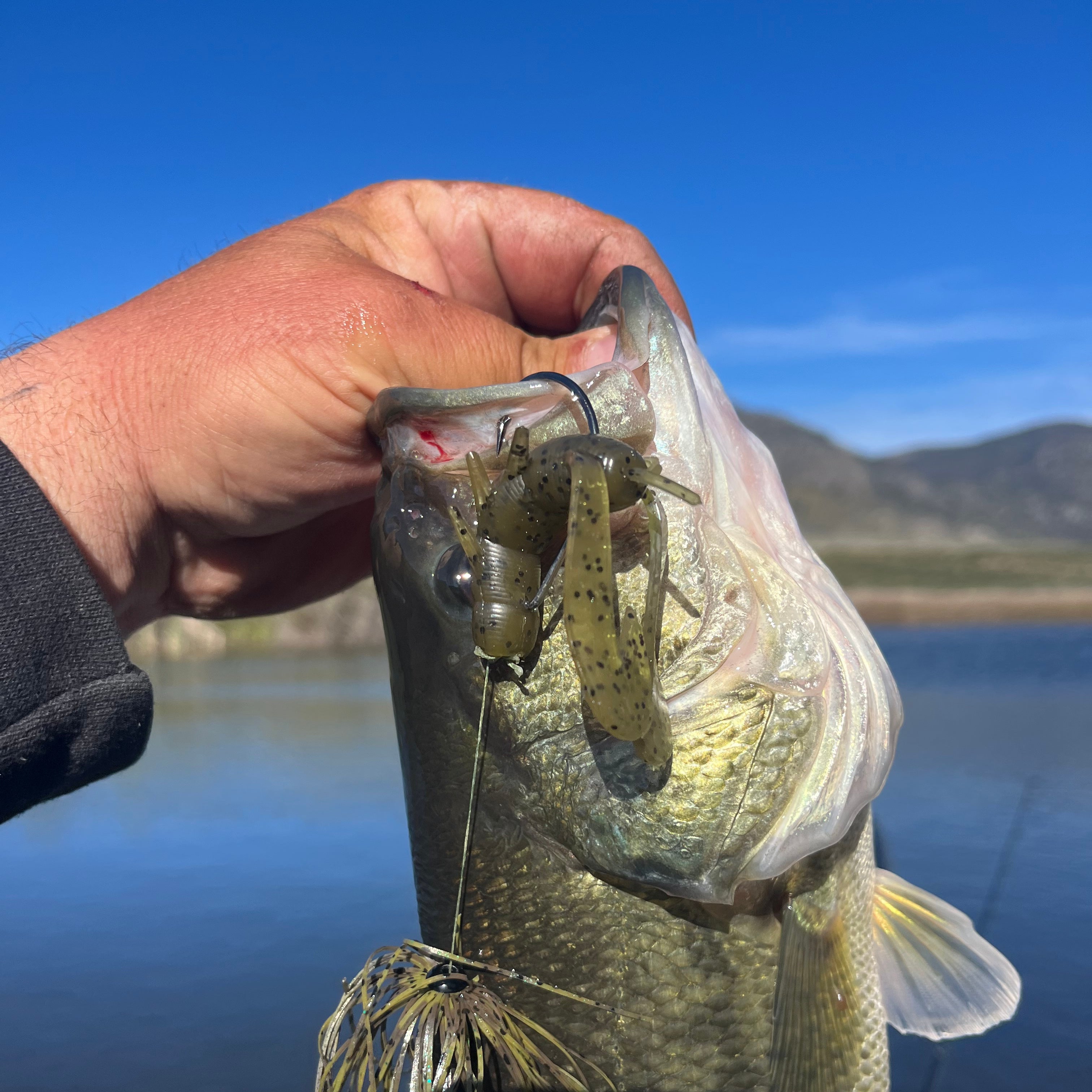 Vampire Krafty Craw